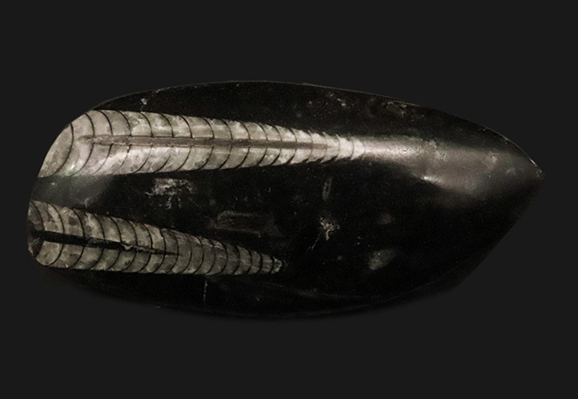 古生代デボン紀の海の主役の一つ、直線的な殻を持つオルソセラス(Orthoceras)の群集化石(その2)