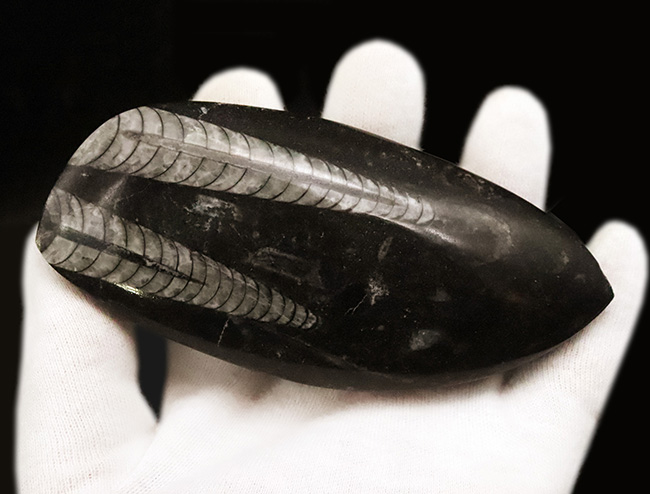 古生代デボン紀の海の主役の一つ、直線的な殻を持つオルソセラス(Orthoceras)の群集化石(その3)