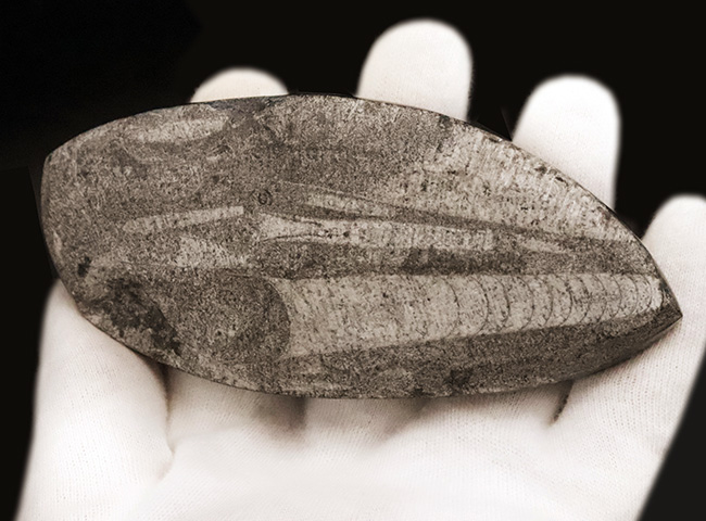 古生代デボン紀の海の主役の一つ、直線的な殻を持つオルソセラス(Orthoceras)の群集化石(その4)