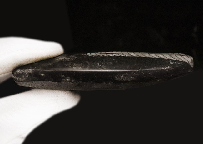 古生代デボン紀の海の主役の一つ、直線的な殻を持つオルソセラス(Orthoceras)の群集化石(その5)