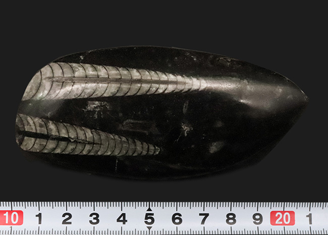 古生代デボン紀の海の主役の一つ、直線的な殻を持つオルソセラス(Orthoceras)の群集化石(その6)