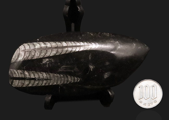古生代デボン紀の海の主役の一つ、直線的な殻を持つオルソセラス(Orthoceras)の群集化石(その7)