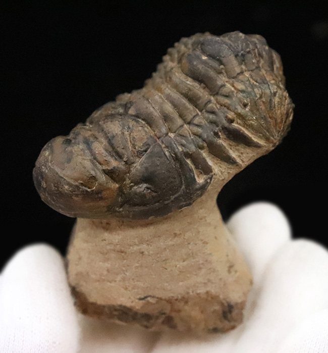 セミ・フライングフィニッシュ！ダイナミックなポーズが魅力的な三葉虫、クロタロセファルス・ギブス（Crotalocephalus gibbus）（その1）