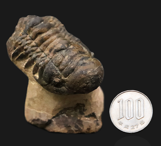 セミ・フライングフィニッシュ！ダイナミックなポーズが魅力的な三葉虫、クロタロセファルス・ギブス（Crotalocephalus gibbus）（その10）