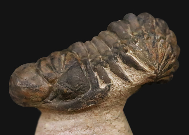 セミ・フライングフィニッシュ！ダイナミックなポーズが魅力的な三葉虫、クロタロセファルス・ギブス（Crotalocephalus gibbus）（その2）