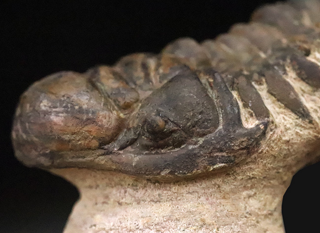 セミ・フライングフィニッシュ！ダイナミックなポーズが魅力的な三葉虫、クロタロセファルス・ギブス（Crotalocephalus gibbus）（その3）