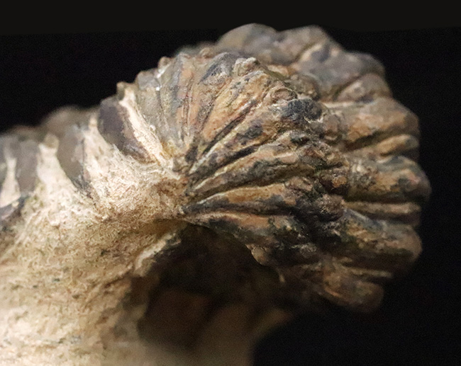 セミ・フライングフィニッシュ！ダイナミックなポーズが魅力的な三葉虫、クロタロセファルス・ギブス（Crotalocephalus gibbus）（その4）