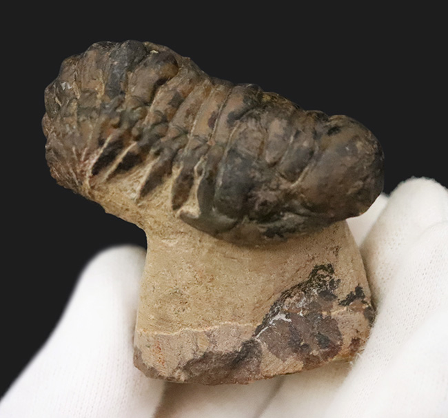 セミ・フライングフィニッシュ！ダイナミックなポーズが魅力的な三葉虫、クロタロセファルス・ギブス（Crotalocephalus gibbus）（その5）