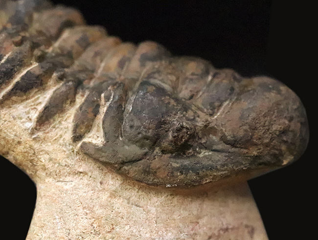 セミ・フライングフィニッシュ！ダイナミックなポーズが魅力的な三葉虫、クロタロセファルス・ギブス（Crotalocephalus gibbus）（その6）