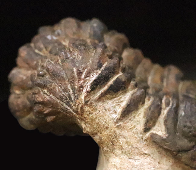 セミ・フライングフィニッシュ！ダイナミックなポーズが魅力的な三葉虫、クロタロセファルス・ギブス（Crotalocephalus gibbus）（その7）