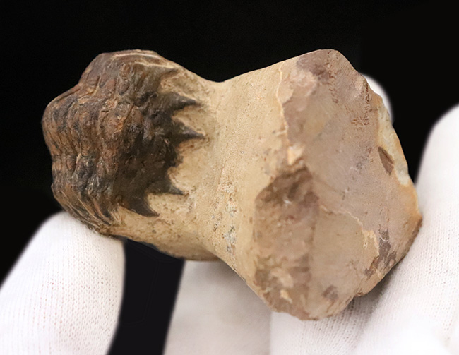 セミ・フライングフィニッシュ！ダイナミックなポーズが魅力的な三葉虫、クロタロセファルス・ギブス（Crotalocephalus gibbus）（その8）