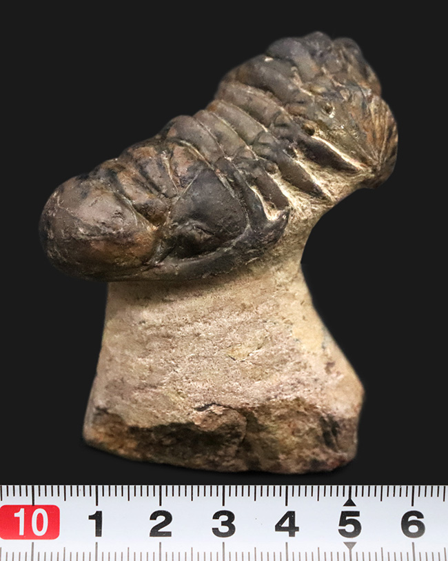 セミ・フライングフィニッシュ！ダイナミックなポーズが魅力的な三葉虫、クロタロセファルス・ギブス（Crotalocephalus gibbus）（その9）