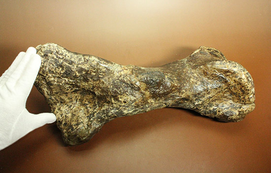 これぞモンスター！これが足の指の骨だと信じられますか？ランベオサウルスの中足骨の化石（その1）