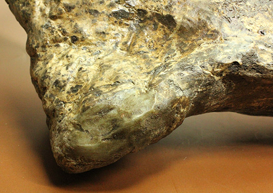 これぞモンスター！これが足の指の骨だと信じられますか？ランベオサウルスの中足骨の化石（その11）