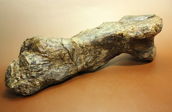これぞモンスター！これが足の指の骨だと信じられますか？ランベオサウルスの中足骨の化石（その12）