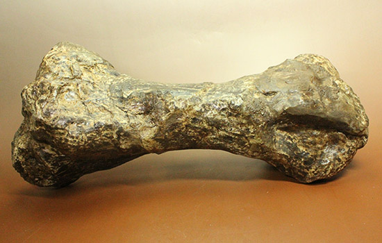 これぞモンスター！これが足の指の骨だと信じられますか？ランベオサウルスの中足骨の化石（その13）