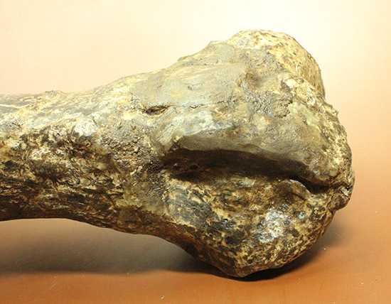 これぞモンスター！これが足の指の骨だと信じられますか？ランベオサウルスの中足骨の化石（その14）