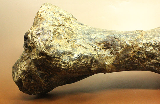 これぞモンスター！これが足の指の骨だと信じられますか？ランベオサウルスの中足骨の化石（その15）