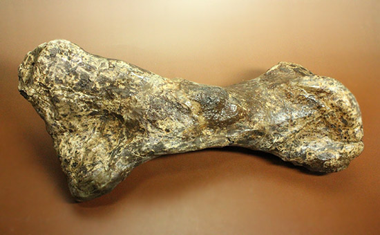 これぞモンスター！これが足の指の骨だと信じられますか？ランベオサウルスの中足骨の化石（その16）