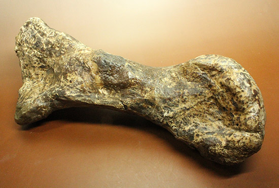 これぞモンスター！これが足の指の骨だと信じられますか？ランベオサウルスの中足骨の化石（その18）
