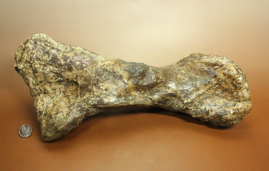 これぞモンスター！これが足の指の骨だと信じられますか？ランベオサウルスの中足骨の化石（その19）