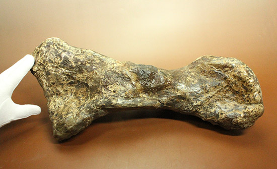 これぞモンスター！これが足の指の骨だと信じられますか？ランベオサウルスの中足骨の化石（その4）
