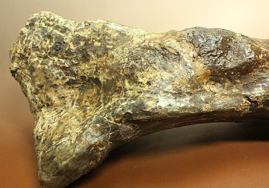 これぞモンスター！これが足の指の骨だと信じられますか？ランベオサウルスの中足骨の化石（その5）