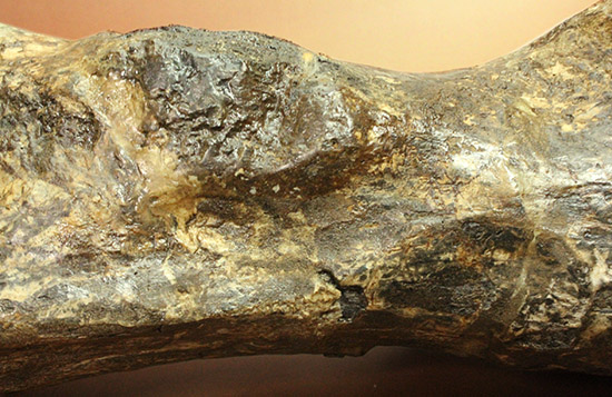 これぞモンスター！これが足の指の骨だと信じられますか？ランベオサウルスの中足骨の化石（その6）
