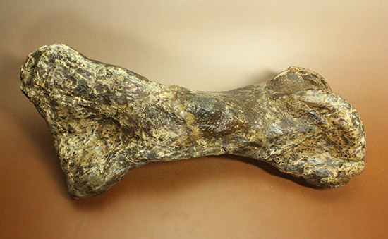 これぞモンスター！これが足の指の骨だと信じられますか？ランベオサウルスの中足骨の化石（その9）