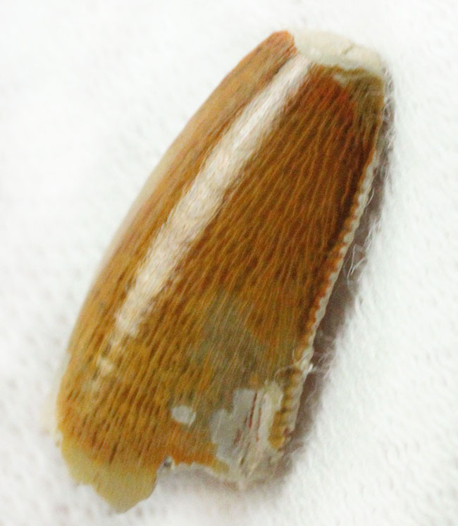 三角州を疾走していた?小型の獣脚類恐竜、デルタドロメウス(Deltadromeus sp.)の歯化石、専用ケース付き。(その1)