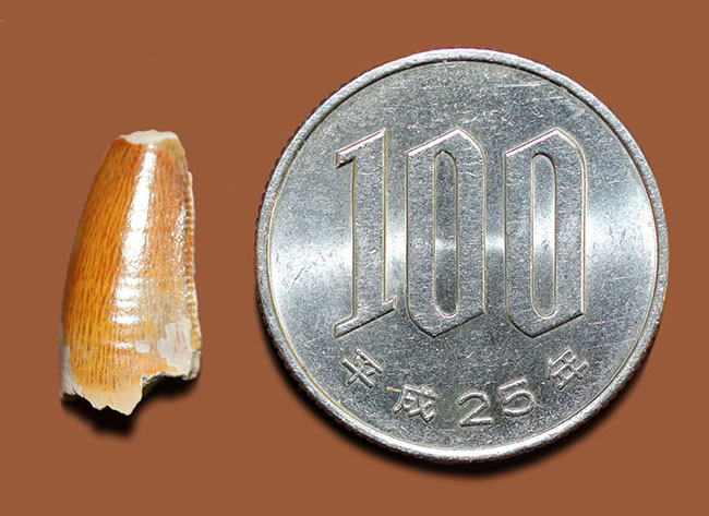 三角州を疾走していた?小型の獣脚類恐竜、デルタドロメウス(Deltadromeus sp.)の歯化石、専用ケース付き。(その12)