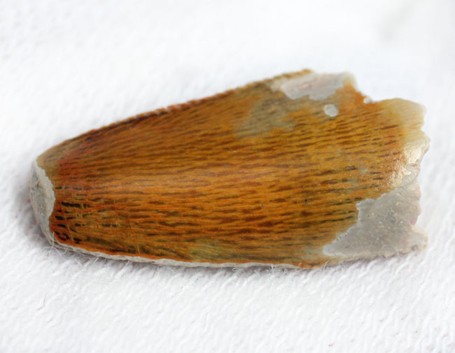 三角州を疾走していた?小型の獣脚類恐竜、デルタドロメウス(Deltadromeus sp.)の歯化石、専用ケース付き。(その2)