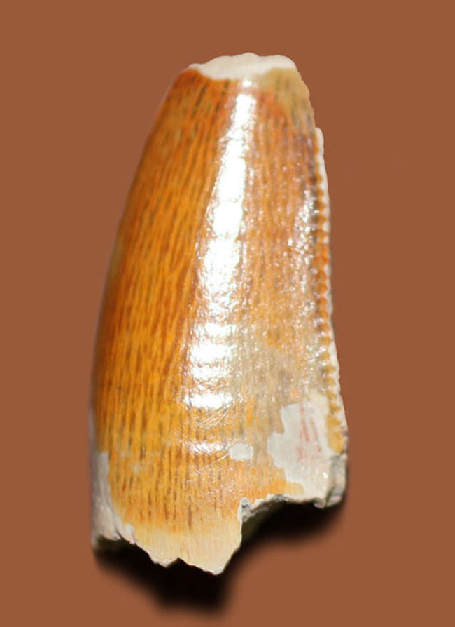 三角州を疾走していた？小型の獣脚類恐竜、デルタドロメウス