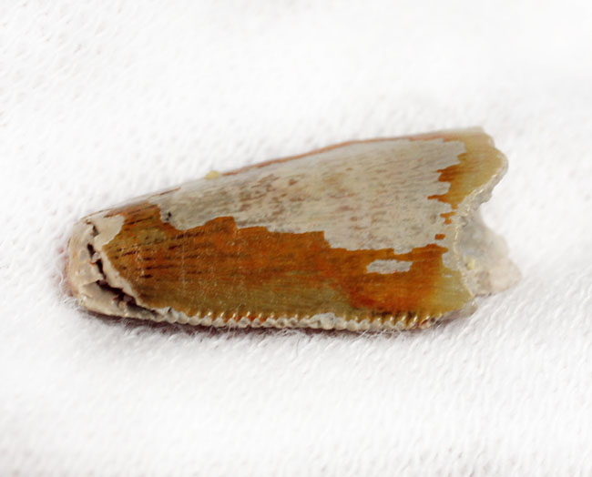 三角州を疾走していた?小型の獣脚類恐竜、デルタドロメウス(Deltadromeus sp.)の歯化石、専用ケース付き。(その6)