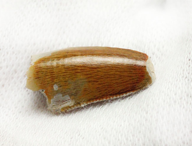 三角州を疾走していた?小型の獣脚類恐竜、デルタドロメウス(Deltadromeus sp.)の歯化石、専用ケース付き。(その7)