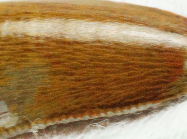 三角州を疾走していた?小型の獣脚類恐竜、デルタドロメウス(Deltadromeus sp.)の歯化石、専用ケース付き。(その8)