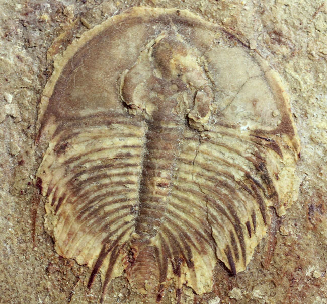 カンブリア爆発で生まれた三葉虫の一つ、かの有名なピオシェ頁岩層より採集されたオルレネス・フォーレリ（Olenellus fowleri）（その1）