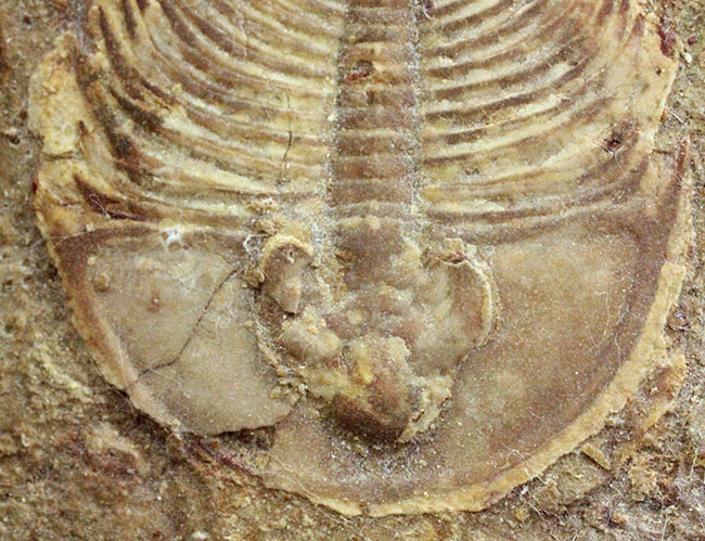 カンブリア爆発で生まれた三葉虫の一つ、かの有名なピオシェ頁岩層より採集されたオルレネス・フォーレリ（Olenellus fowleri）（その10）