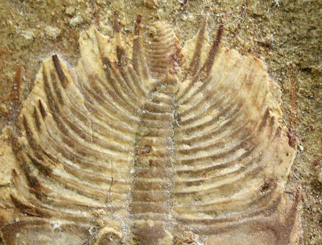 カンブリア爆発で生まれた三葉虫の一つ、かの有名なピオシェ頁岩層より採集されたオルレネス・フォーレリ(Olenellus fowleri)(その11)
