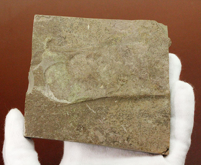 カンブリア爆発で生まれた三葉虫の一つ、かの有名なピオシェ頁岩層より採集されたオルレネス・フォーレリ(Olenellus fowleri)(その12)