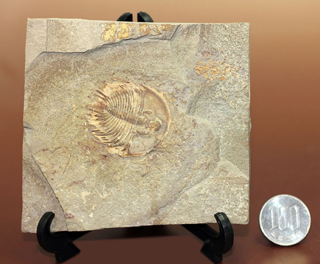 カンブリア爆発で生まれた三葉虫の一つ、かの有名なピオシェ頁岩層より採集されたオルレネス・フォーレリ(Olenellus fowleri)(その13)