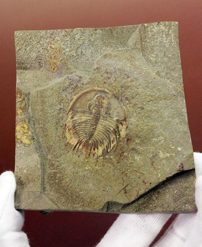 カンブリア爆発で生まれた三葉虫の一つ、かの有名なピオシェ頁岩層より採集されたオルレネス・フォーレリ(Olenellus fowleri)(その2)