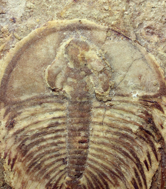 カンブリア爆発で生まれた三葉虫の一つ、かの有名なピオシェ頁岩層より採集されたオルレネス・フォーレリ(Olenellus fowleri)(その3)