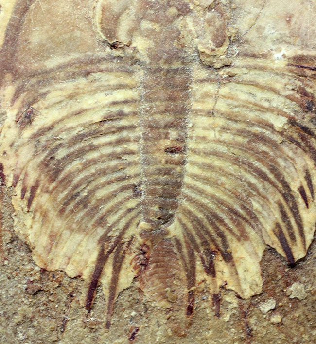 カンブリア爆発で生まれた三葉虫の一つ、かの有名なピオシェ頁岩層より採集されたオルレネス・フォーレリ（Olenellus fowleri）（その4）