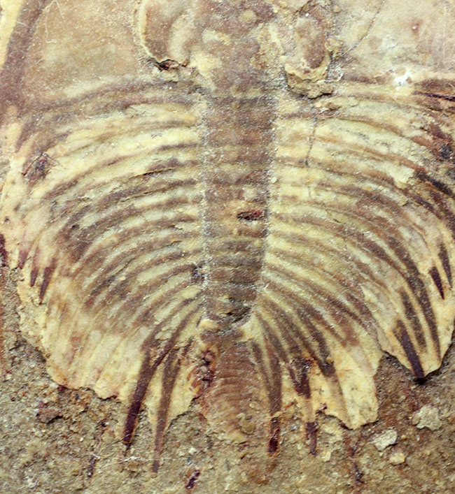 カンブリア爆発で生まれた三葉虫の一つ、かの有名なピオシェ頁岩層より採集されたオルレネス・フォーレリ(Olenellus fowleri)(その4)