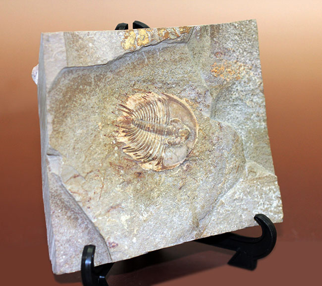 カンブリア爆発で生まれた三葉虫の一つ、かの有名なピオシェ頁岩層より採集されたオルレネス・フォーレリ（Olenellus fowleri）（その6）