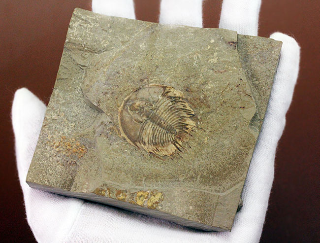 カンブリア爆発で生まれた三葉虫の一つ、かの有名なピオシェ頁岩層より採集されたオルレネス・フォーレリ(Olenellus fowleri)(その7)
