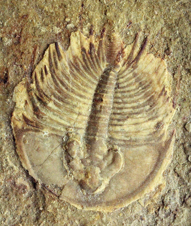 カンブリア爆発で生まれた三葉虫の一つ、かの有名なピオシェ頁岩層より採集されたオルレネス・フォーレリ(Olenellus fowleri)(その9)