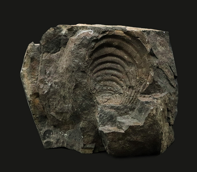明瞭な成長線にご注目！国産マニアックシリーズ！４４年前に発見された絶滅二枚貝、イノセラムス（Inoceramus）の化石（その1）