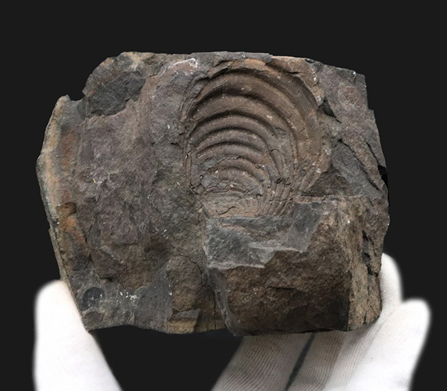 明瞭な成長線にご注目！国産マニアックシリーズ！４４年前に発見された絶滅二枚貝、イノセラムス（Inoceramus）の化石（その3）